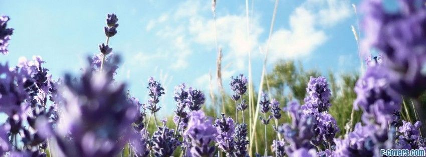 Lavender banner